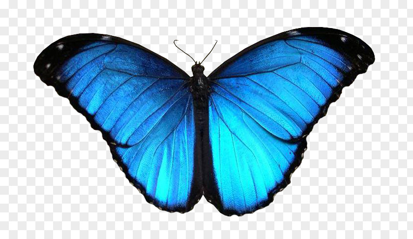 Butterfly Blue Brush-footed Butterflies Net Gossamer-winged Lorem Ipsum Is Simply Dummy Text Of The Printing PNG