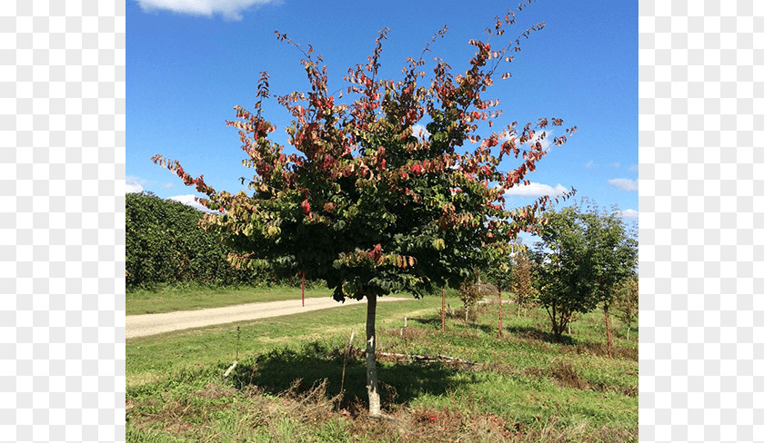 Deciduous Specimens Oak Sugar Maple Tree Nursery Shrub PNG