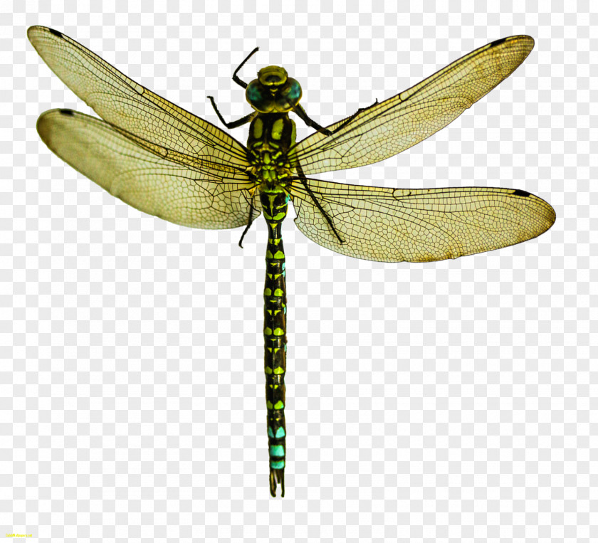 Dragon Fly A Dragonfly? Insect Wing Pterygota What Is An Insect? PNG
