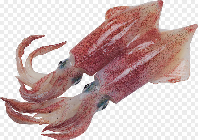 Fish Squid As Food Oil Acid Gras Omega-3 PNG