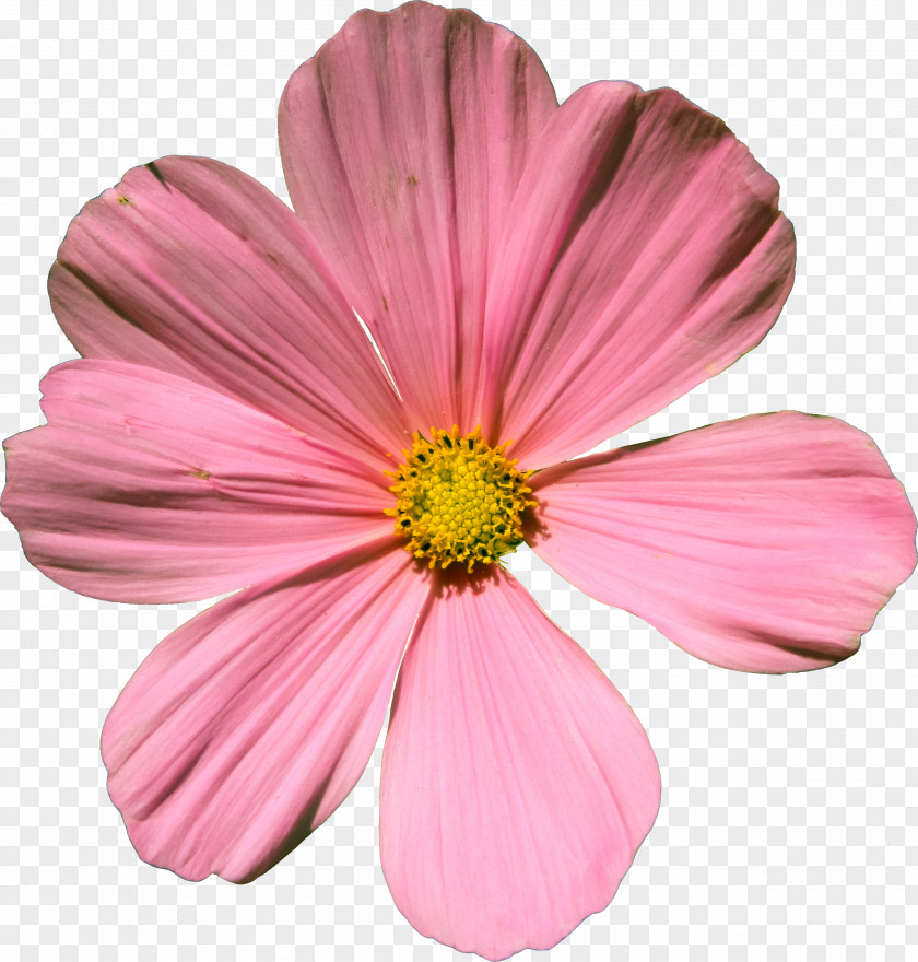 Pastel Flowers Cosmos Bipinnatus Flower Artist's Portfolio Clip Art PNG