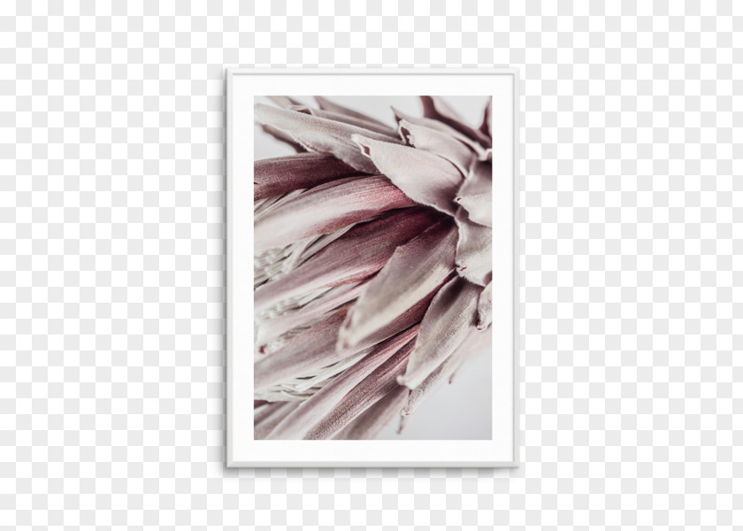 Square Abstract Fine-art Photography Poster King Protea Printing PNG
