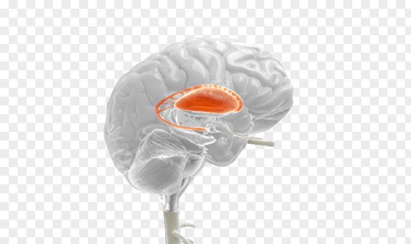 Brain Neurology PNG