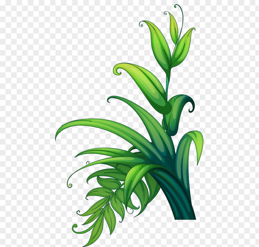 Green Grass Plant Leaf PNG