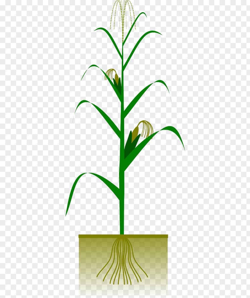 Houseplant Pedicel Drawing Of Family PNG