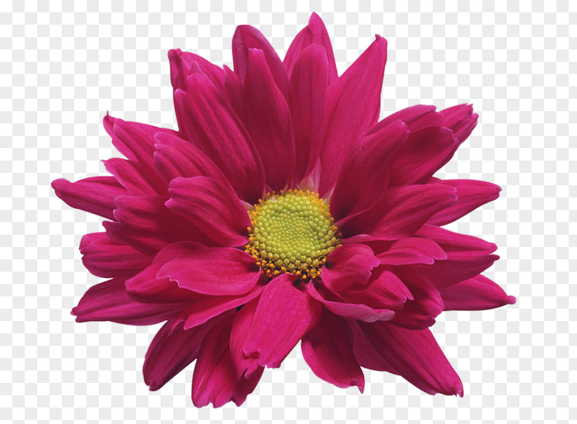 Pink Chrysanthemum Flower Transparent Clip Art Image ×grandiflorum Gazania Rigens PNG