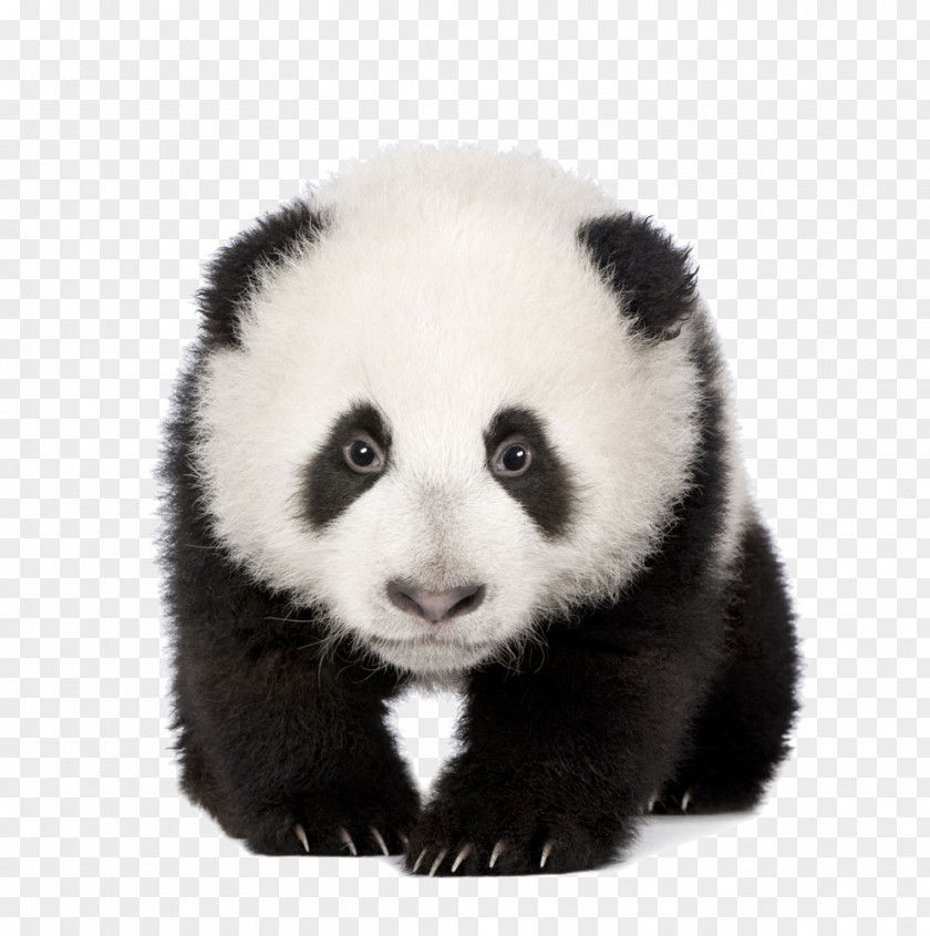 A Panda Giant Red Bear Stock Photography Cuteness PNG