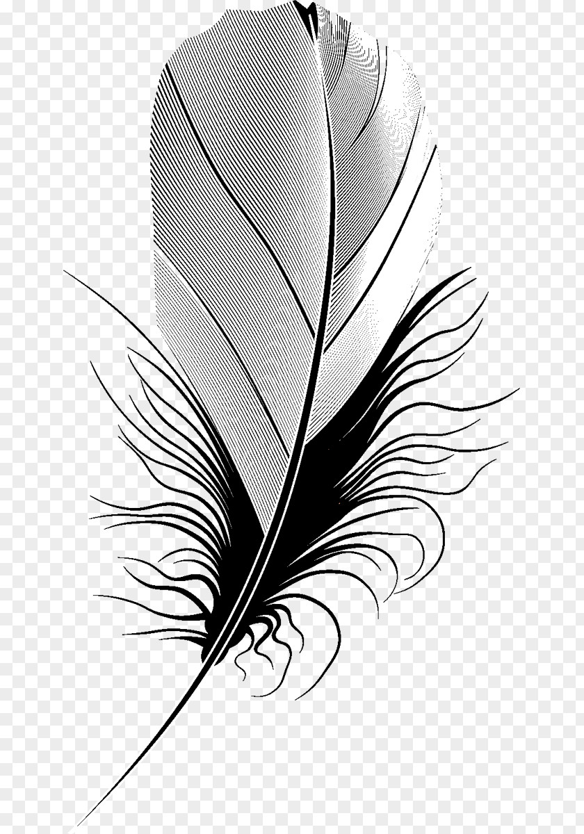 Feather Image Quill Silhouette PNG