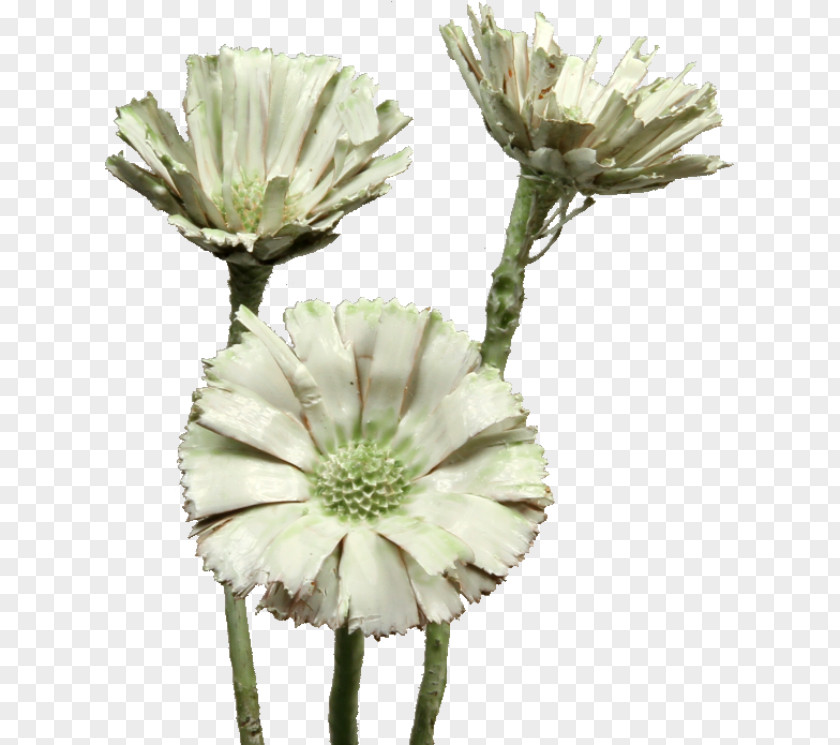 Flower Sugarbushes Cut Flowers Protea Compacta Trockenblume PNG