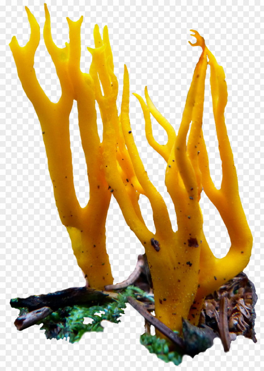 Fungi Mushroom Vegetarian Cuisine Food Fungus DeviantArt PNG