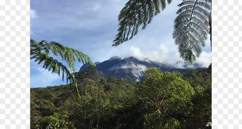 Mount Kinabalu Rainforest Biome Vegetation National Park Desktop Wallpaper PNG