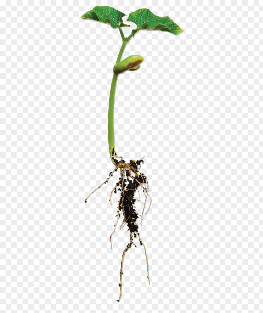 Plant Roots Root Lima Bean Broad PNG