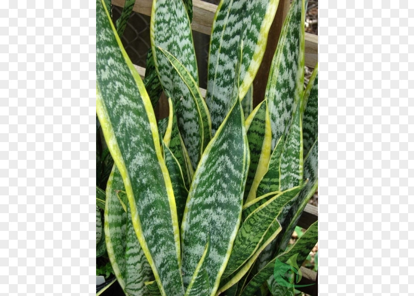 Sao Jorg Viper's Bowstring Hemp Houseplant Care Medicinal Plants PNG