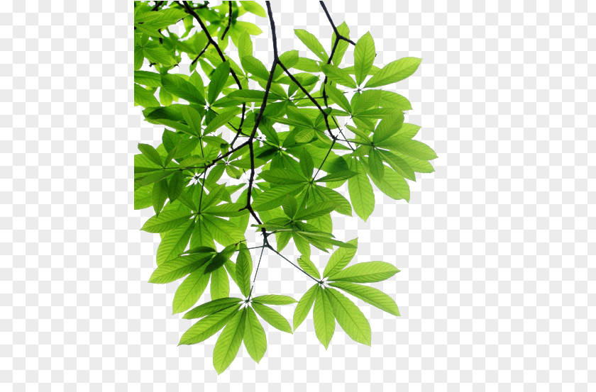 Tree Leaf Branch Stock Photography PNG