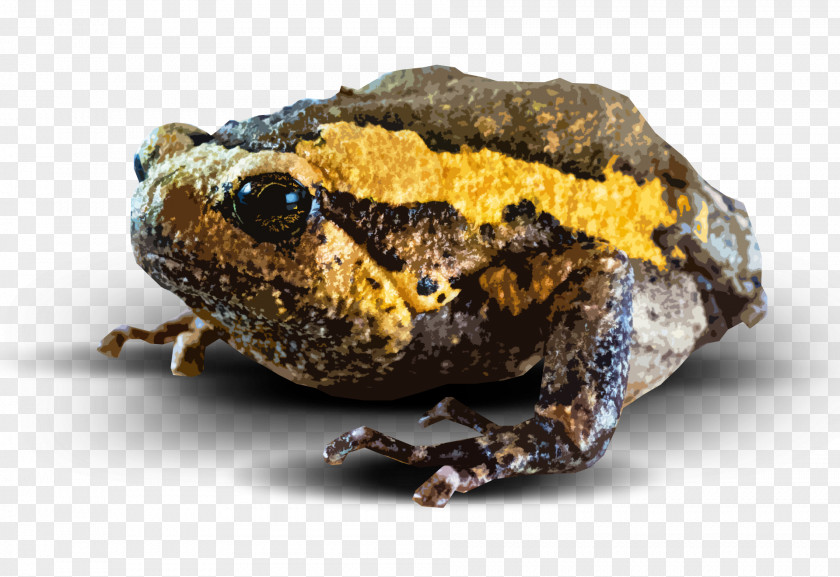 Hyla Beaked Toad Frog Cartoon PNG