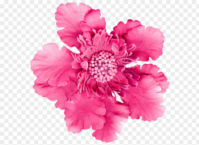 Pink Flower Image Carnation Stock Photography Flowers Cut PNG
