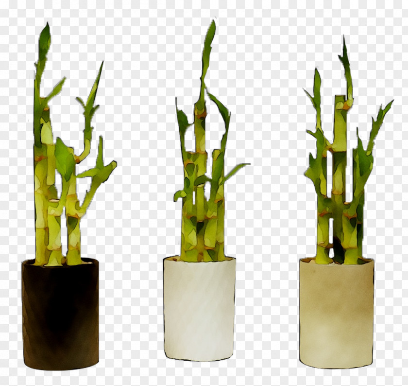 Product Design Bamboo PNG