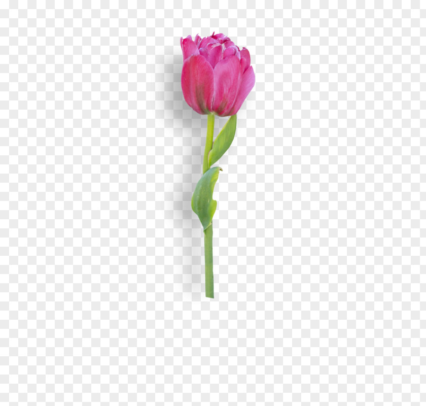 Tulip Garden Roses Cut Flowers Cabbage Rose Plant Stem PNG