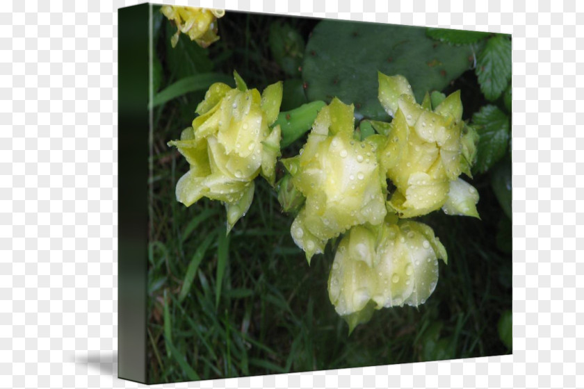 Cactus Canvas Daylily Herbaceous Plant PNG