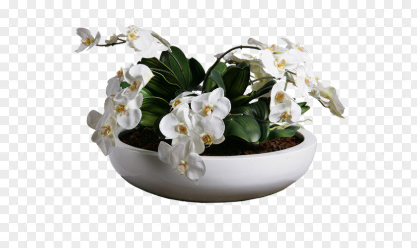 Cradle Flowerpot Orchids Plant Cut Flowers White PNG