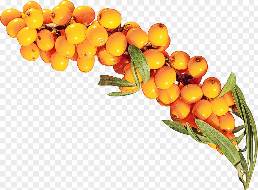 Fruit Orange Flower PNG