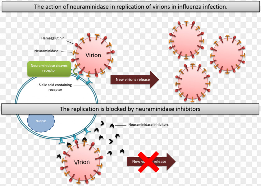 Neuraminidase Inhibitor Enzyme Oseltamivir Influenza PNG