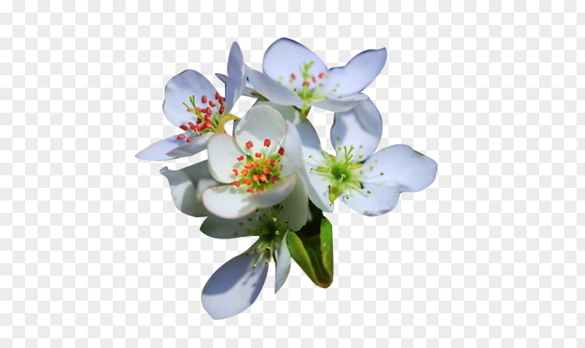 Pear Petal Flower Picture Material Floral Design Computer File PNG