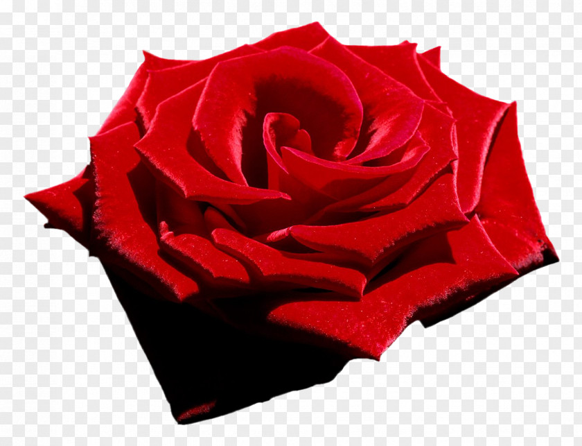 Red Rose: Poems Flower Poetry Garden PNG