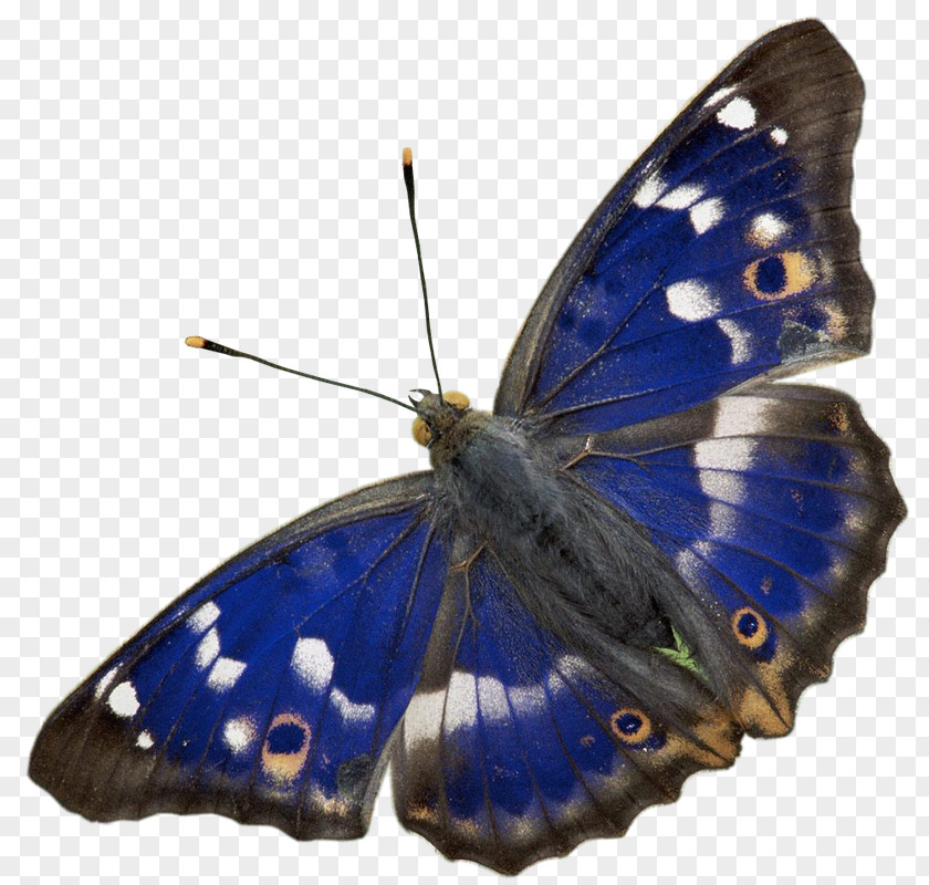 Butterfly Lesser Purple Emperor Insect Photography PNG