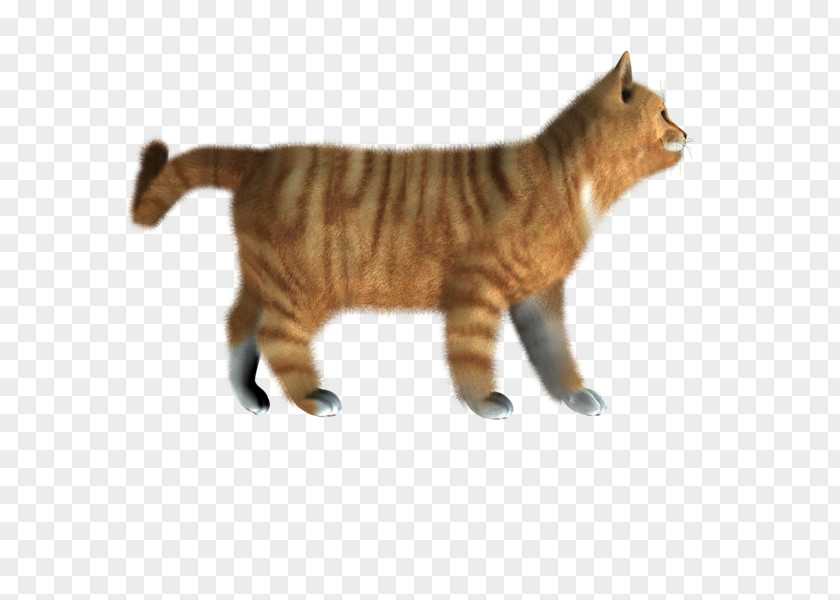 Cat Manx Toyger Adobe Acrobat Clip Art PNG