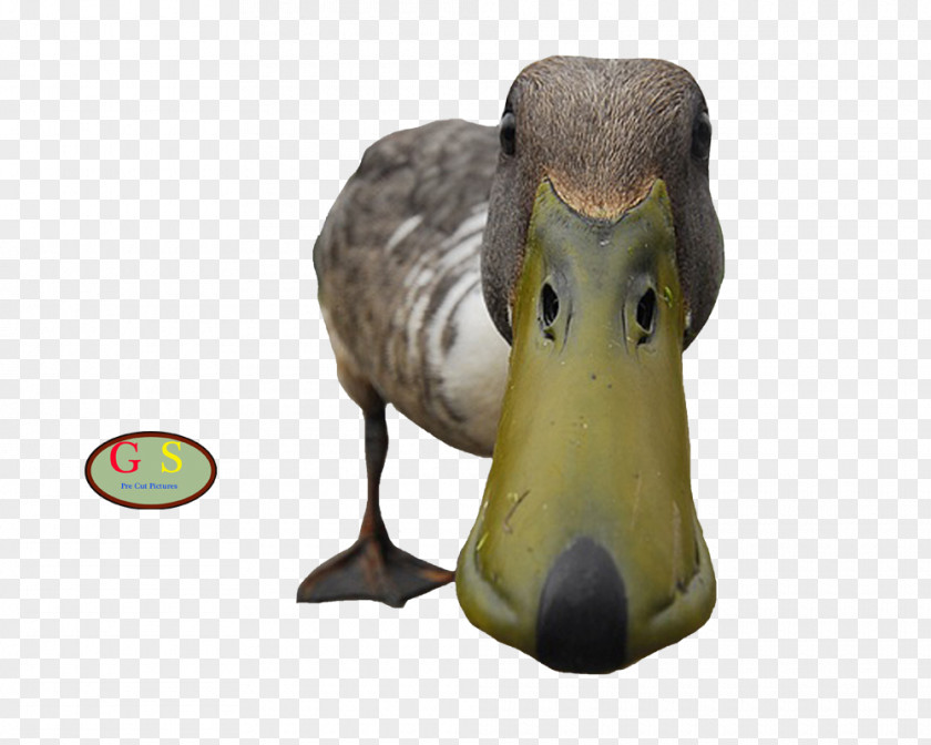 Duck Water Bird Paw PNG