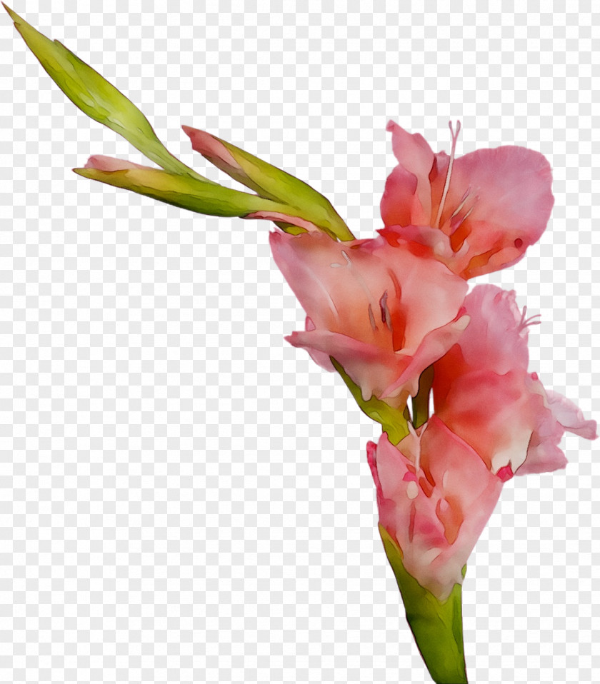 Gladiolus Cut Flowers Plant Stem Bud Canna PNG