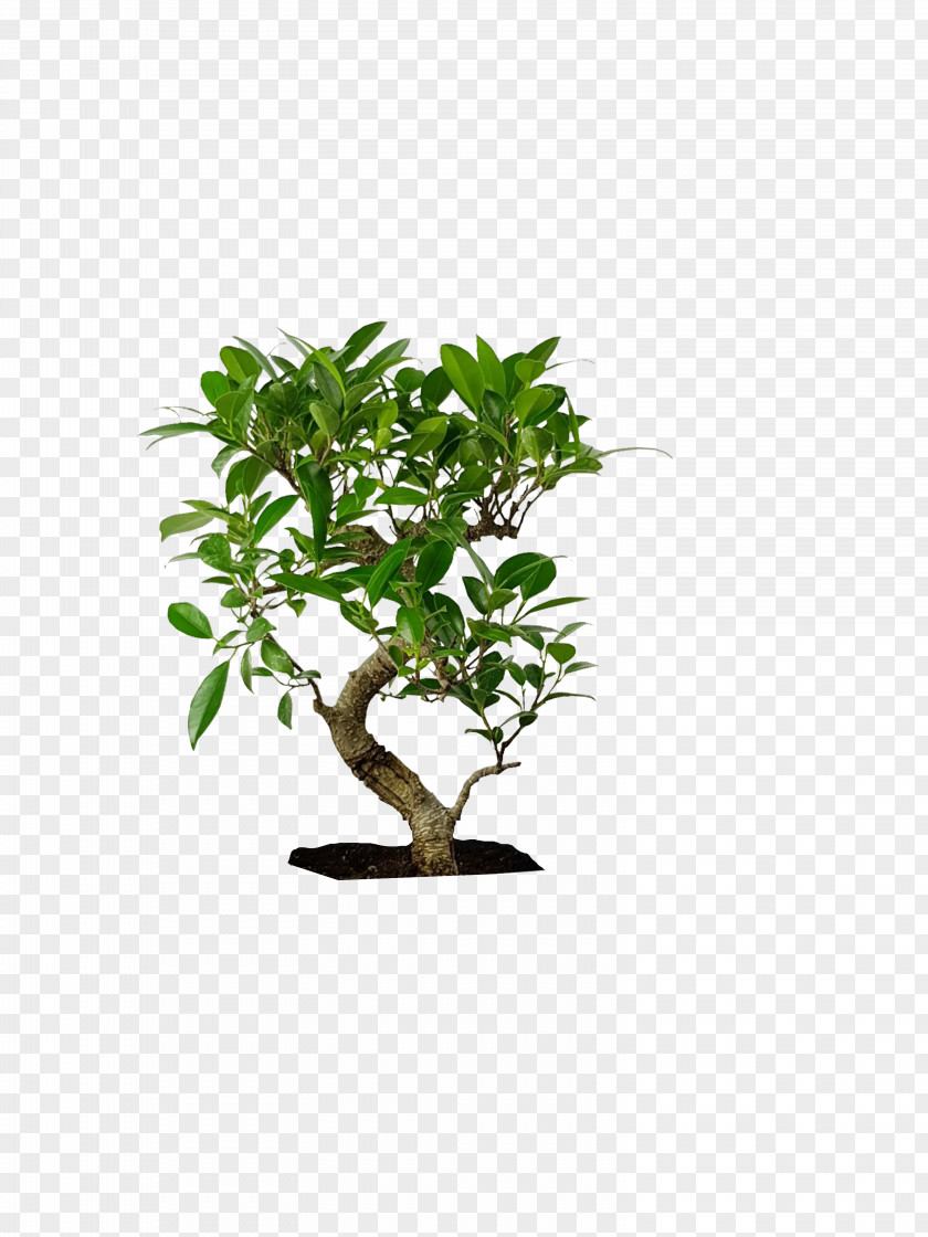 Houseplant Flowering Plant Cartoon Tree PNG