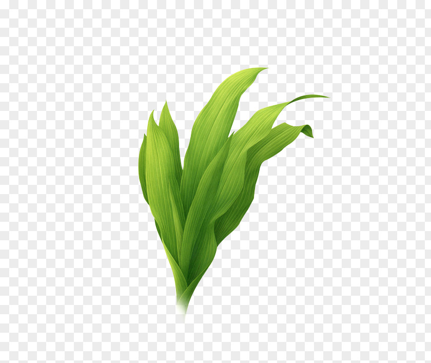 Leaf Lily Of The Valley Green Plant Flower PNG