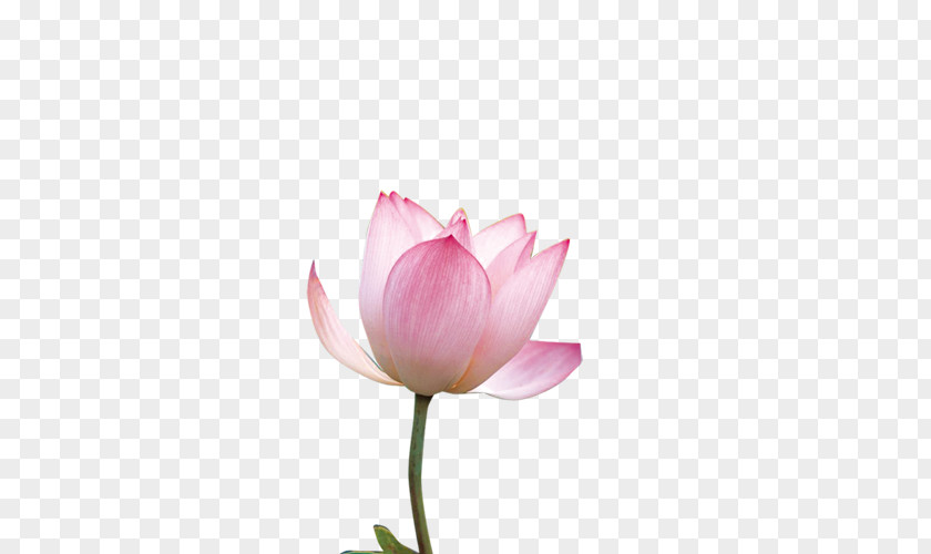 Lotus Nelumbo Nucifera PNG