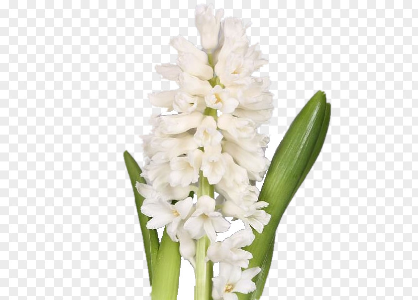 Pontederia Plant Flowers Background PNG