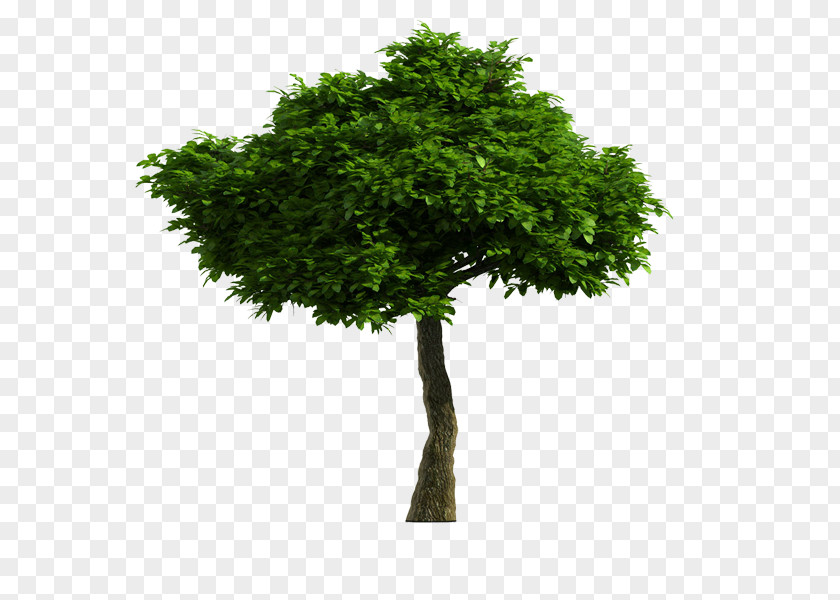 Simple Tree Stock Photography Illustration Stock.xchng Trunk PNG