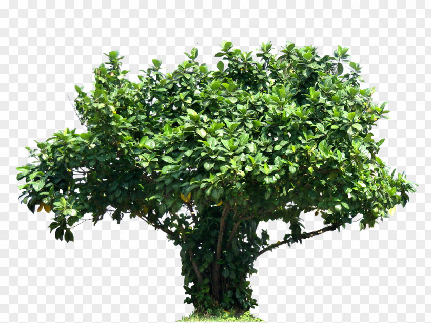 Trees Tree Plant Shrub Plectranthus Scutellarioides PNG