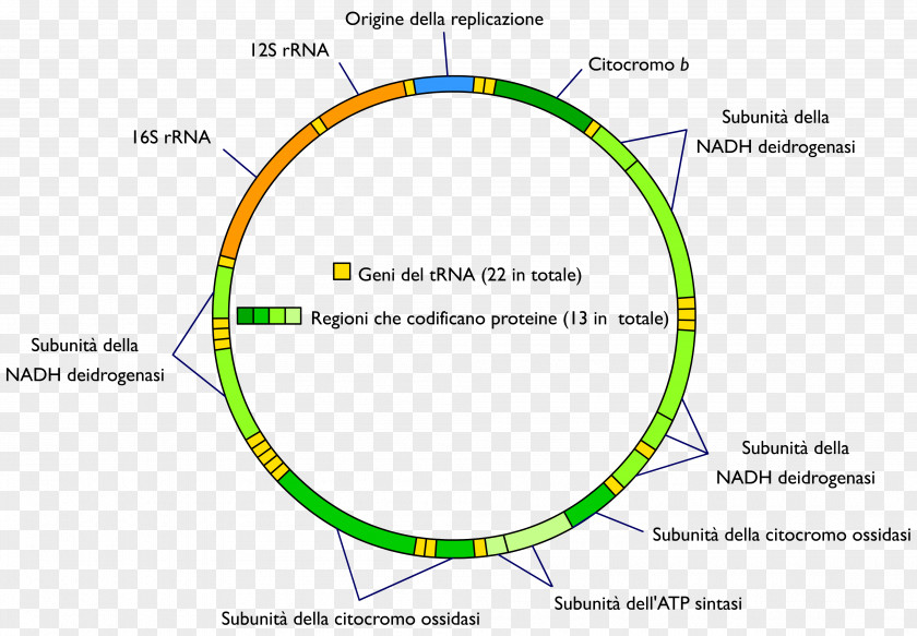 DNA Mitochondrial Mitochondrion Genome Nuclear PNG