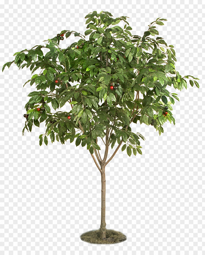 Fruit Tree Berry Plant Cherry PNG