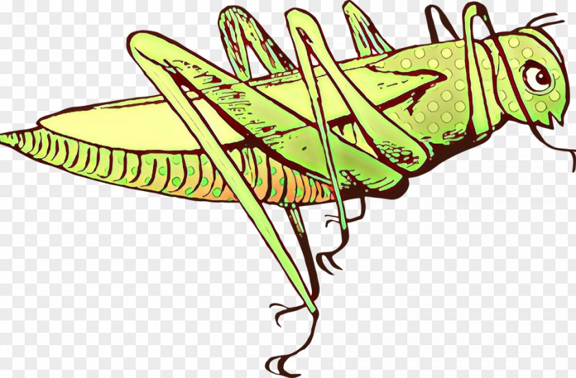 Insect Leaf Grasshopper Line Art Emperor Moths PNG