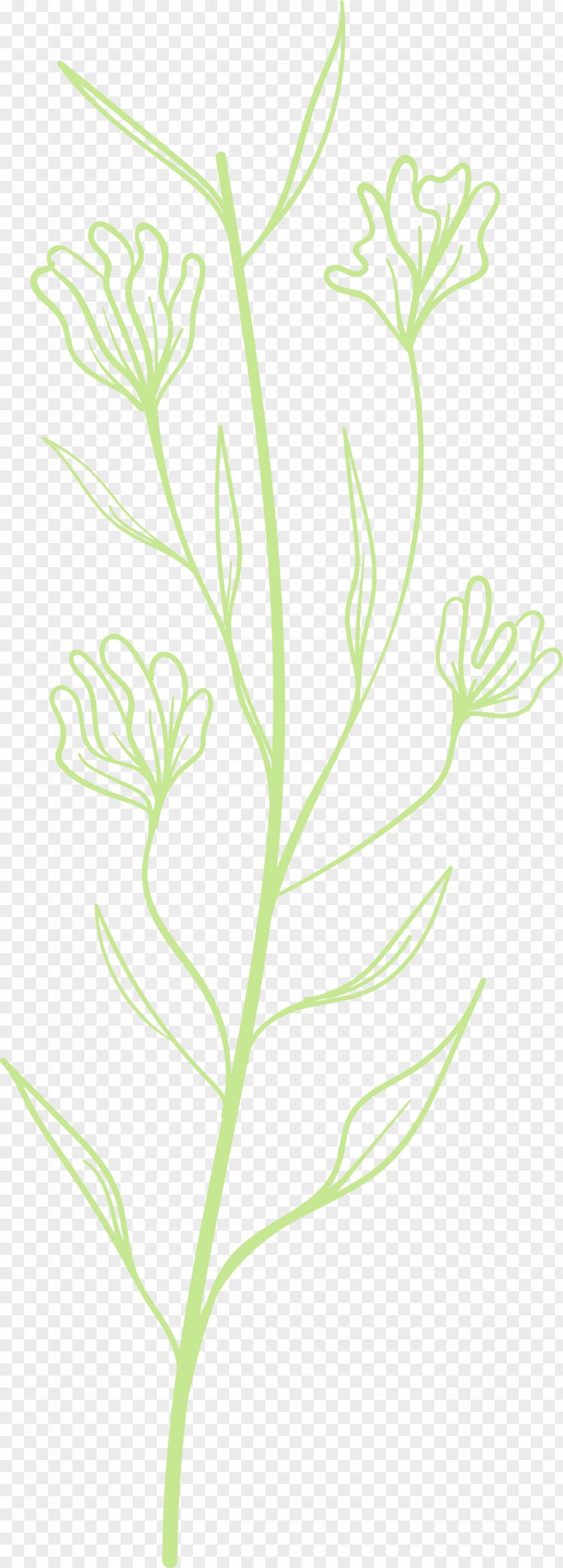 Simple Leaf Drawing Outline PNG