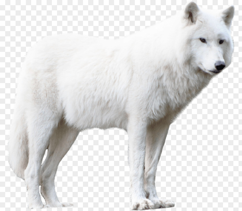 Animal Figure Ancient Dog Breeds Wolf Cartoon PNG