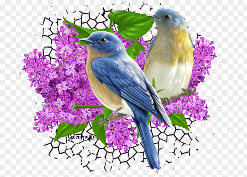 Beak Finches Illustration Fauna Graphics PNG