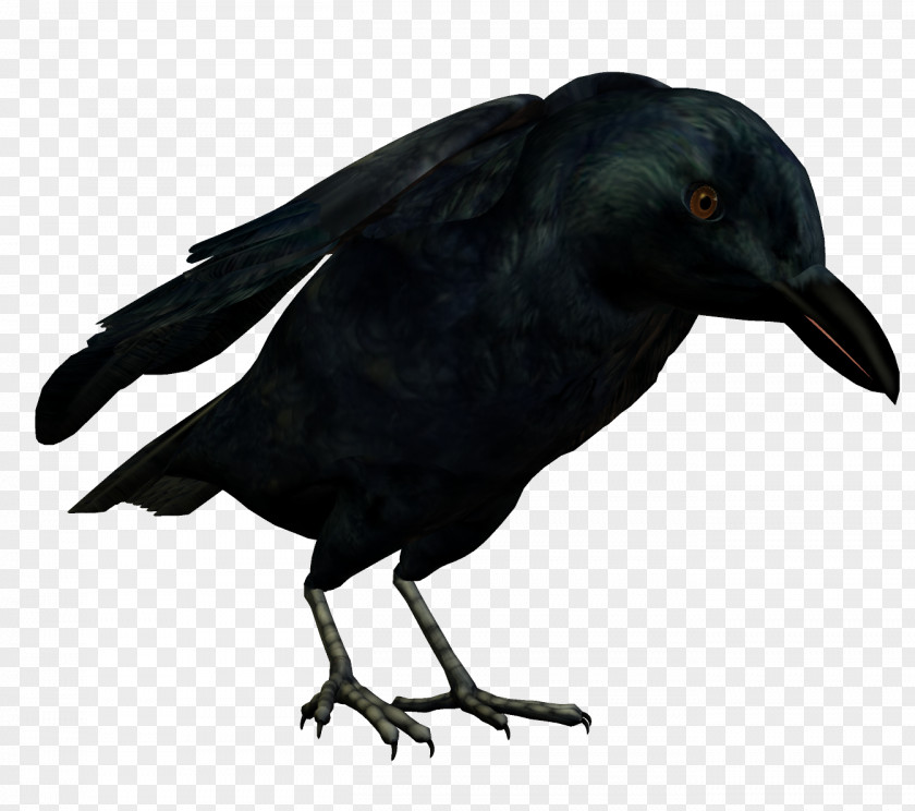 Crow American New Caledonian Rook Common Raven Bird PNG