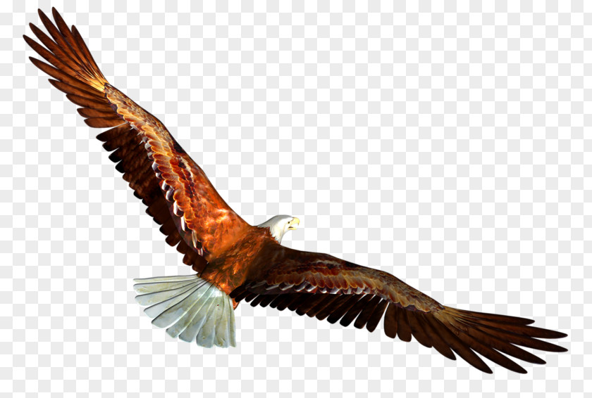 Eagles Soar Bald Eagle Clip Art PNG