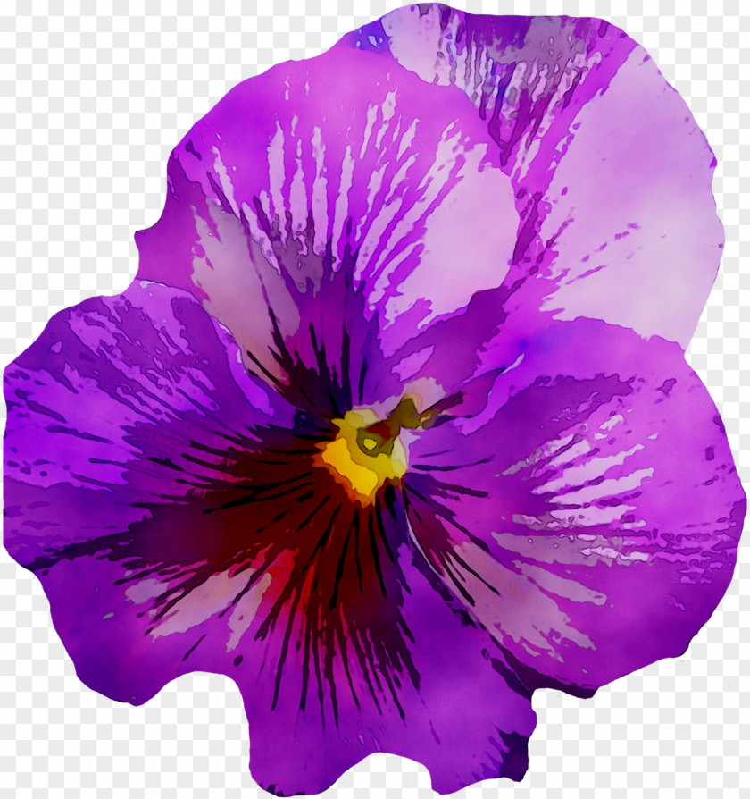 Pansy Image Violet Drawing PNG