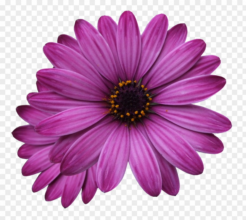 Pink Plant Flowering Flower Petal African Daisy Barberton PNG