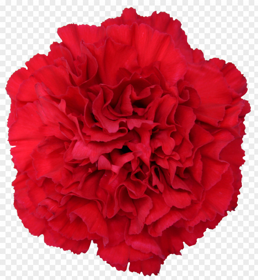 Flower Carnation Cut Flowers Garden Roses Dianthus Chinensis PNG