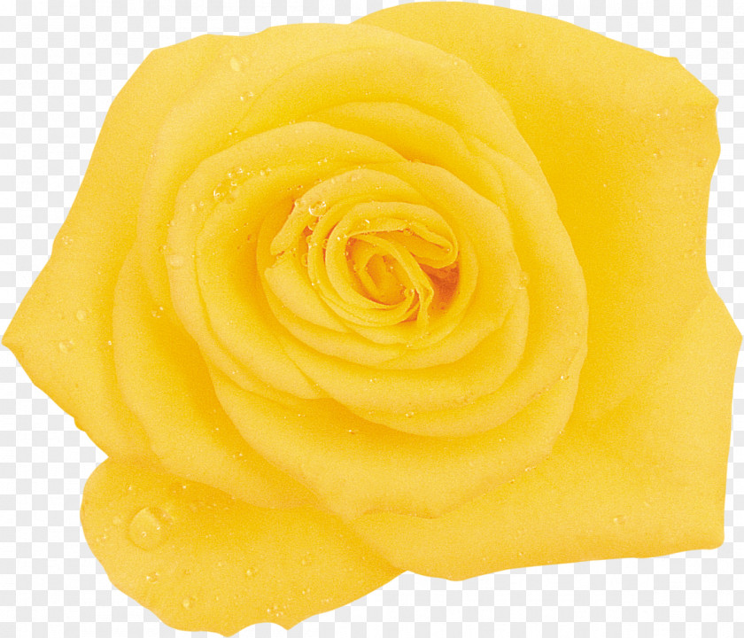 Rose Garden Roses Cut Flowers Petal PNG